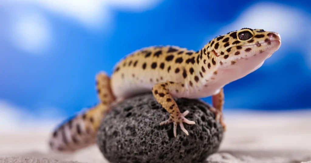 leopard gecko