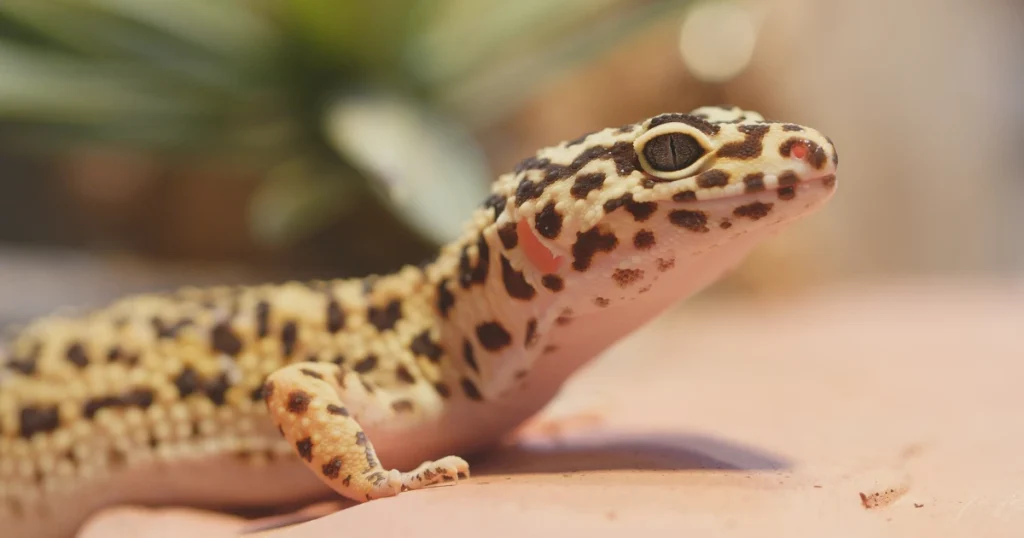 leopard gecko