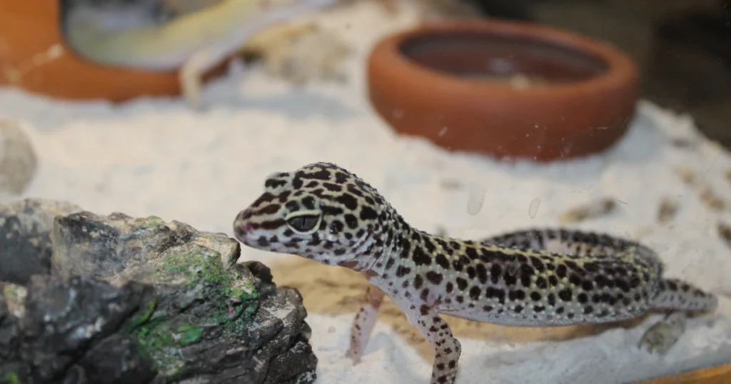 leopard gecko