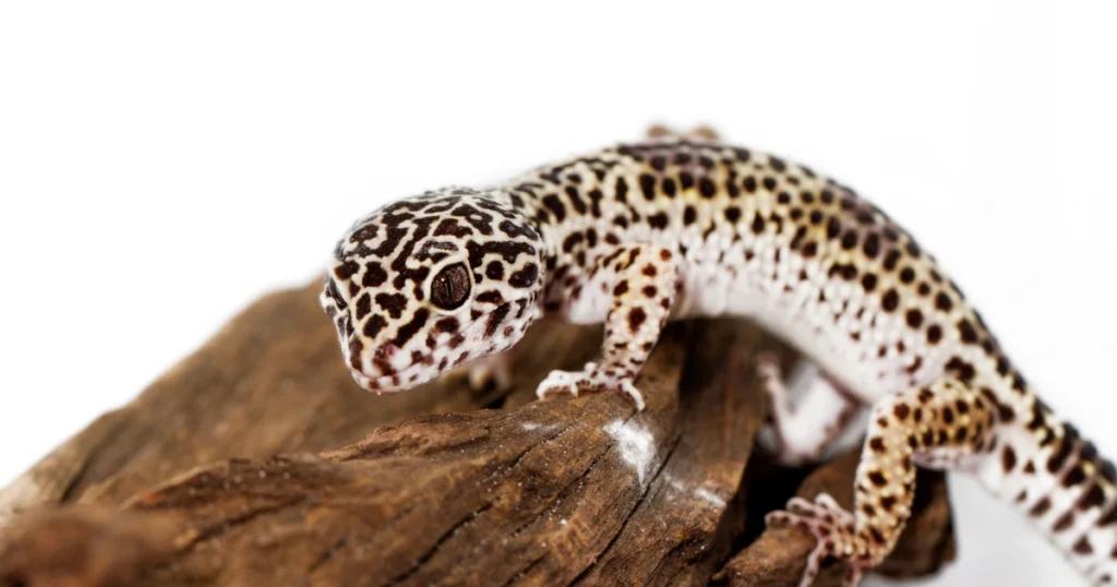 leopard gecko