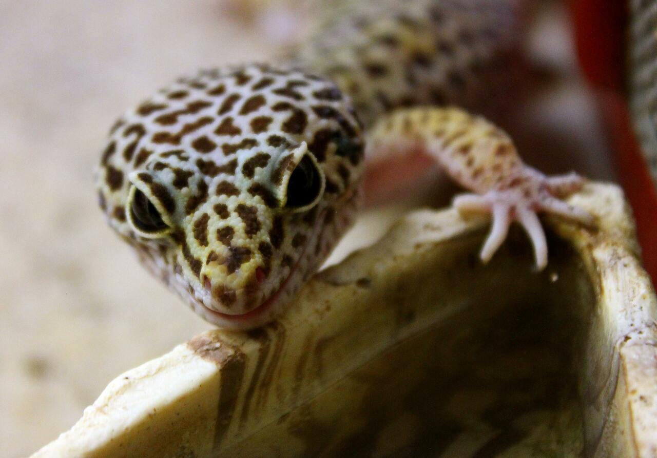 leopard gecko