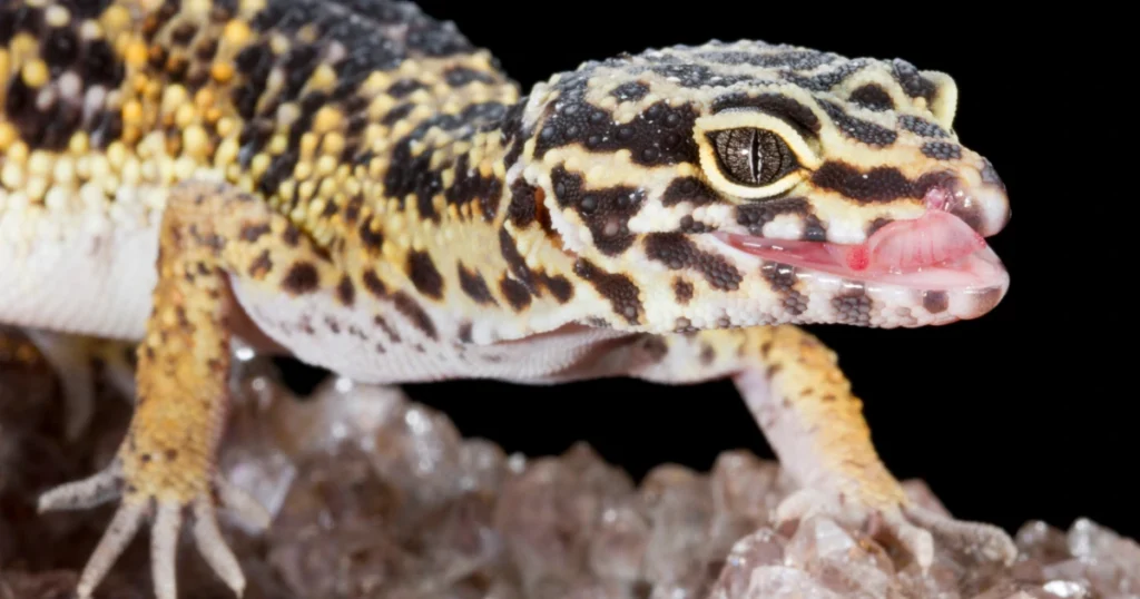 leopard gecko