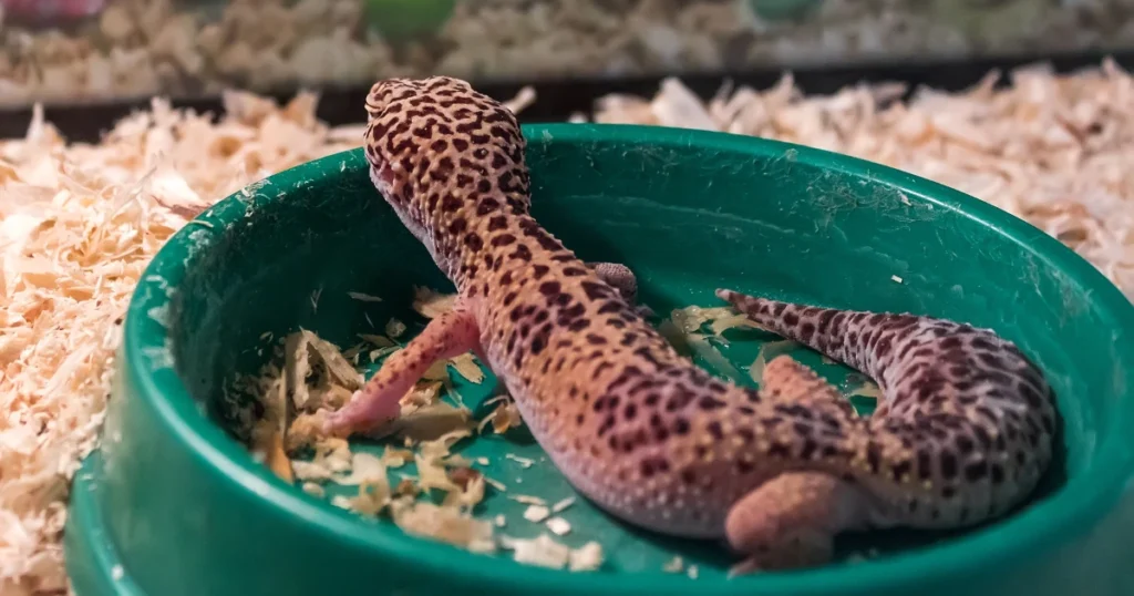 leopard gecko