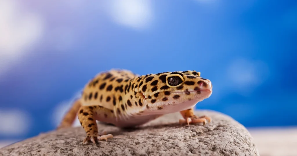 leopard gecko