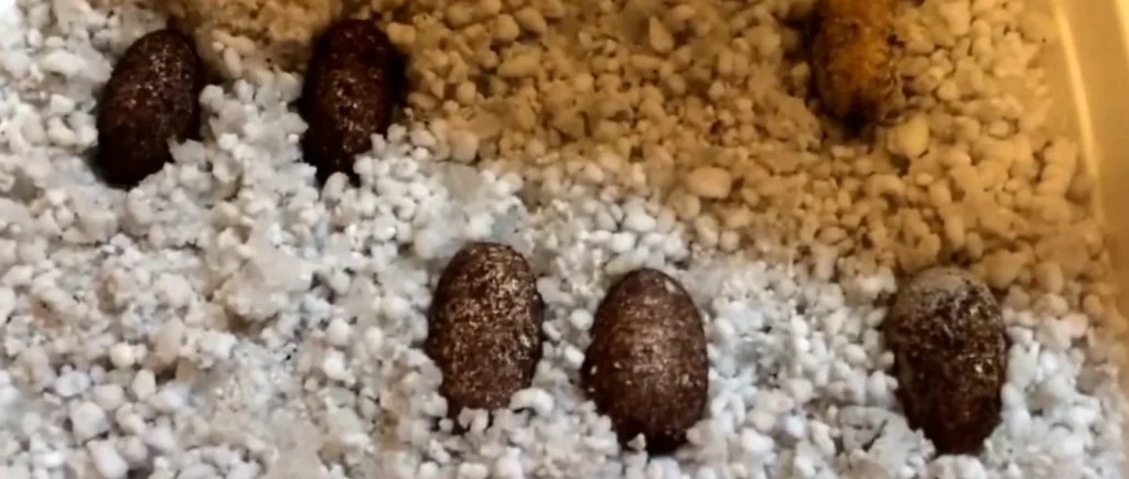 Unfertilized Leopard Gecko Eggs