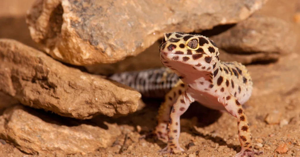 leopard gecko