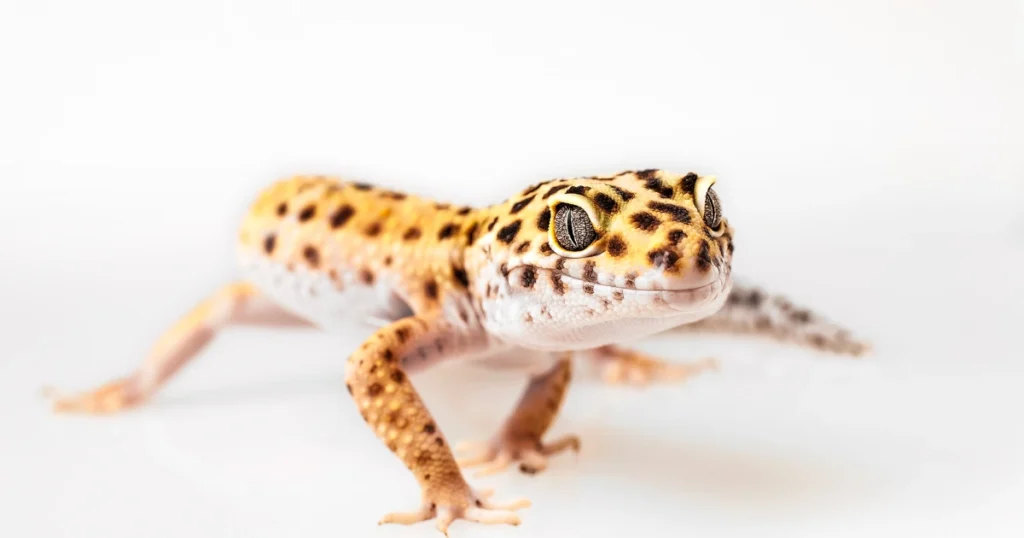 leopard gecko