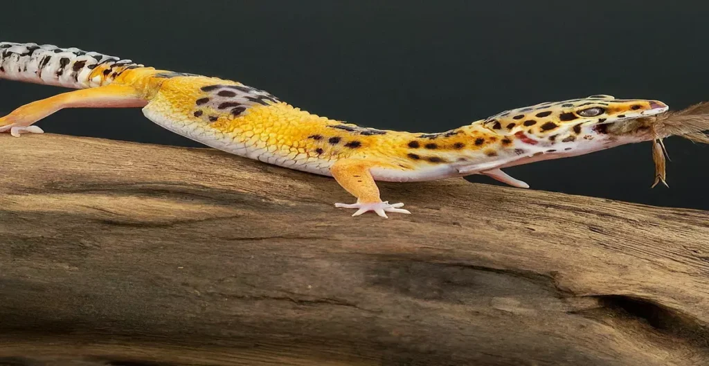 can leopard geckos eat dubia roaches ?