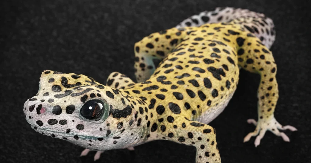 leopard gecko