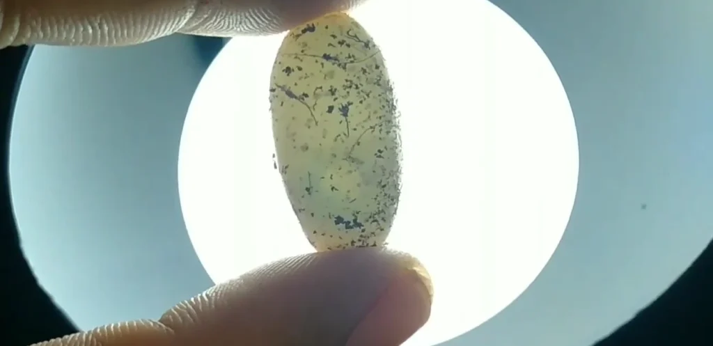 unfirtilised leopard gecko egg