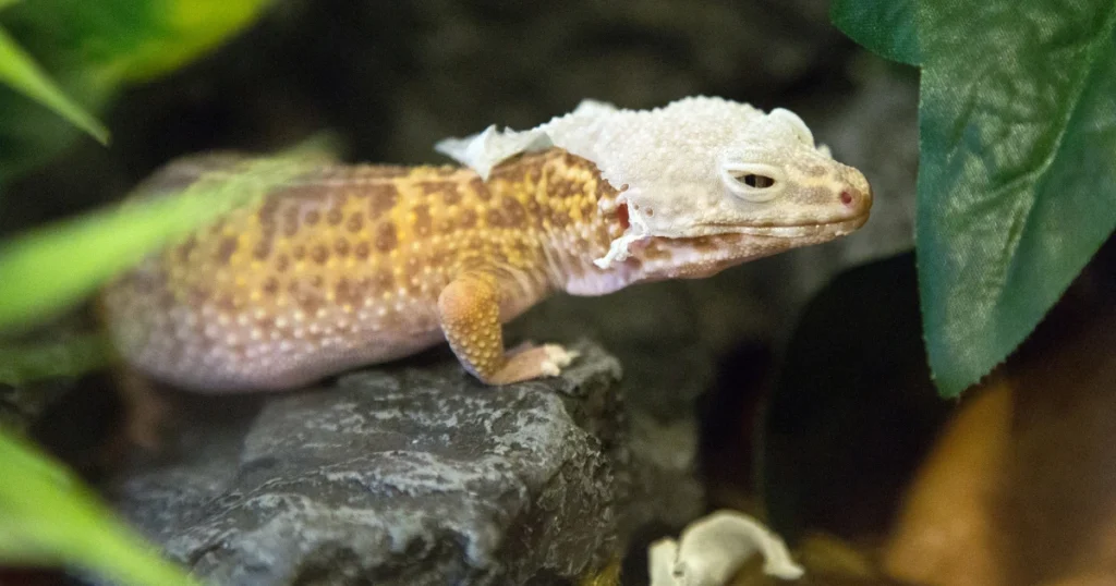 stuck shed leopard gecko