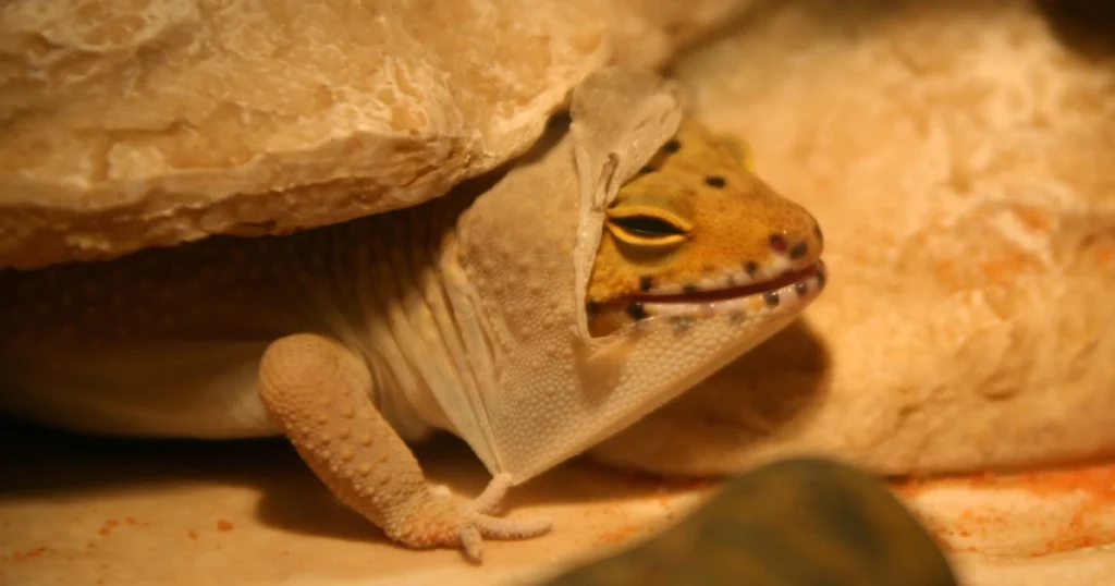 stuck shed leopard gecko