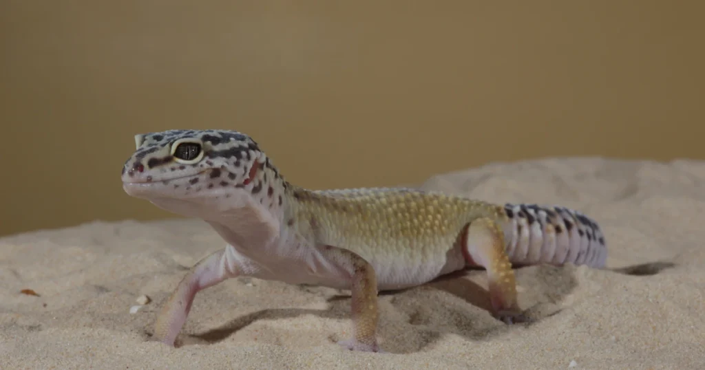 leopard gecko on sand