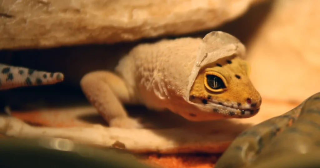 stuck shed leopard gecko