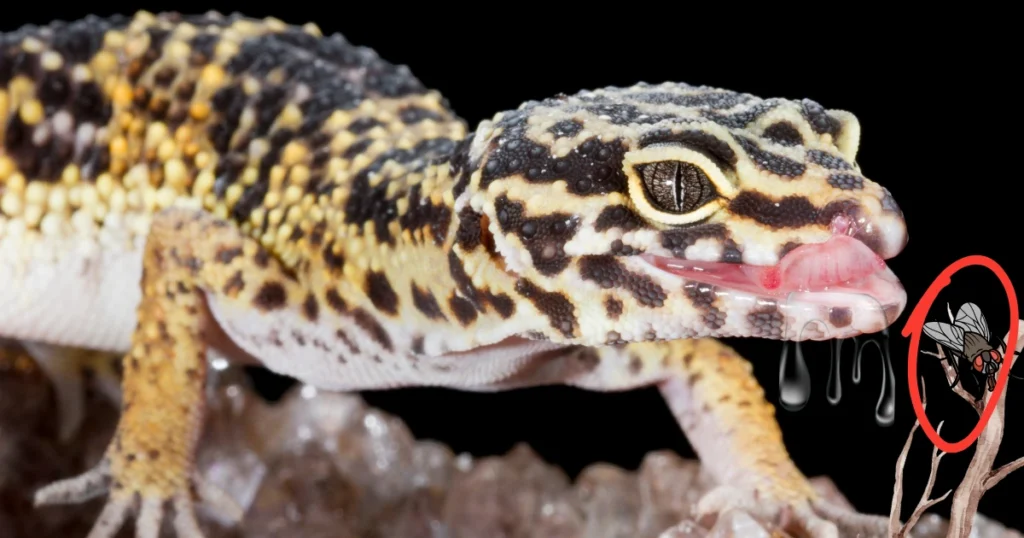 Can Leopard Geckos Eat Flies