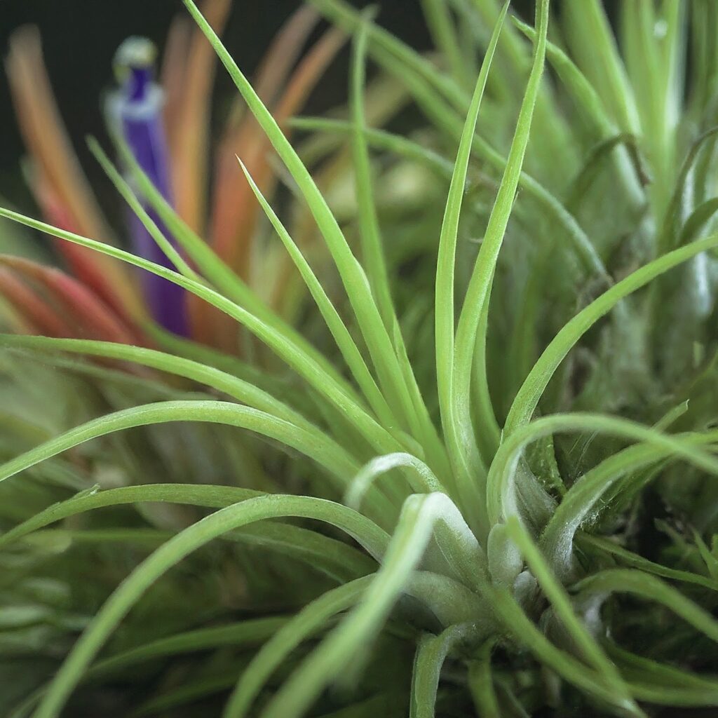 Air Plants Tillandsia sp