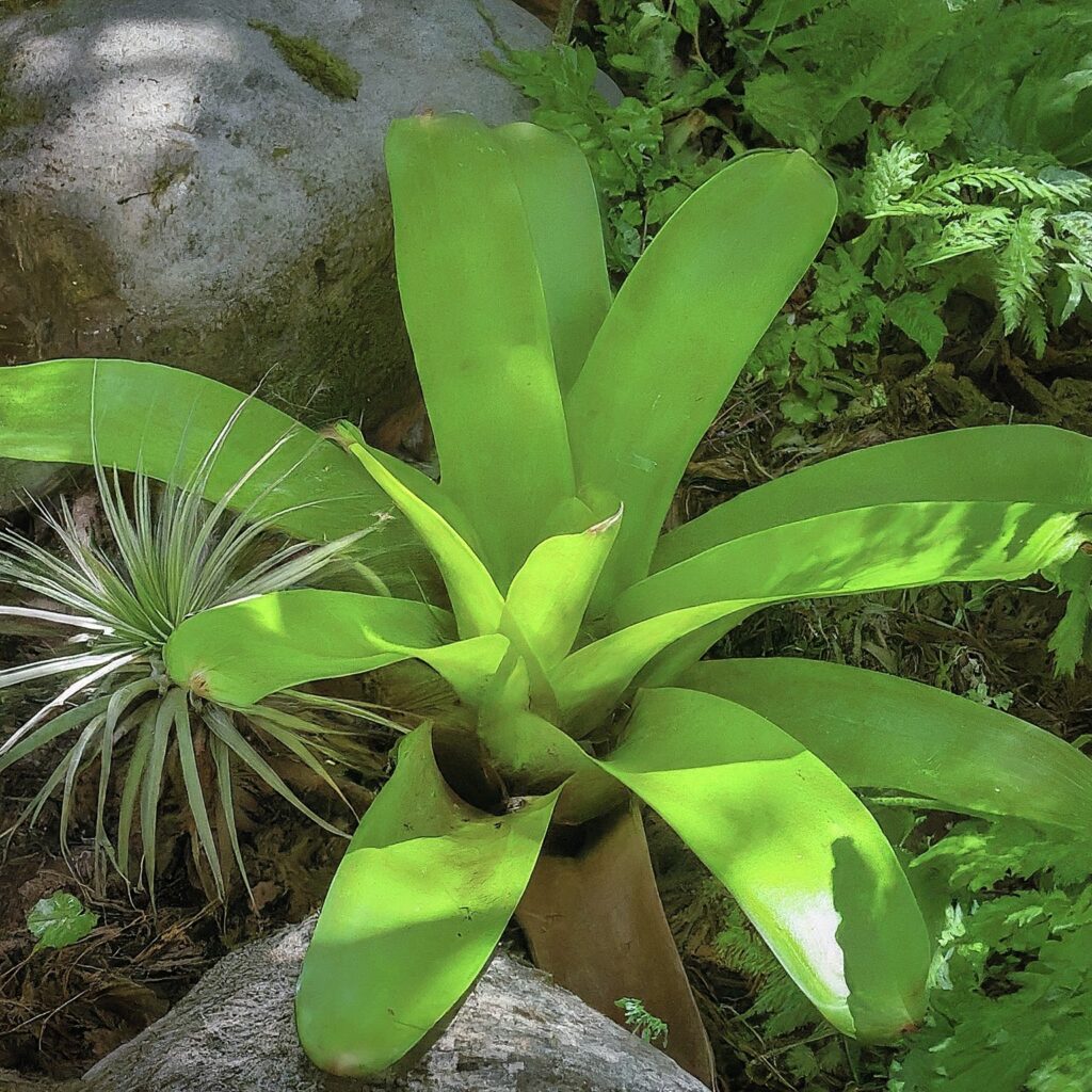 Bromeliad Bromeliaceae sp