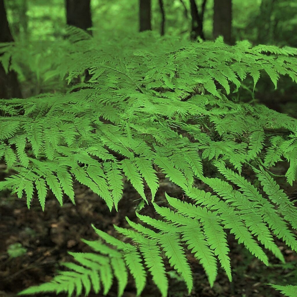 Ferns