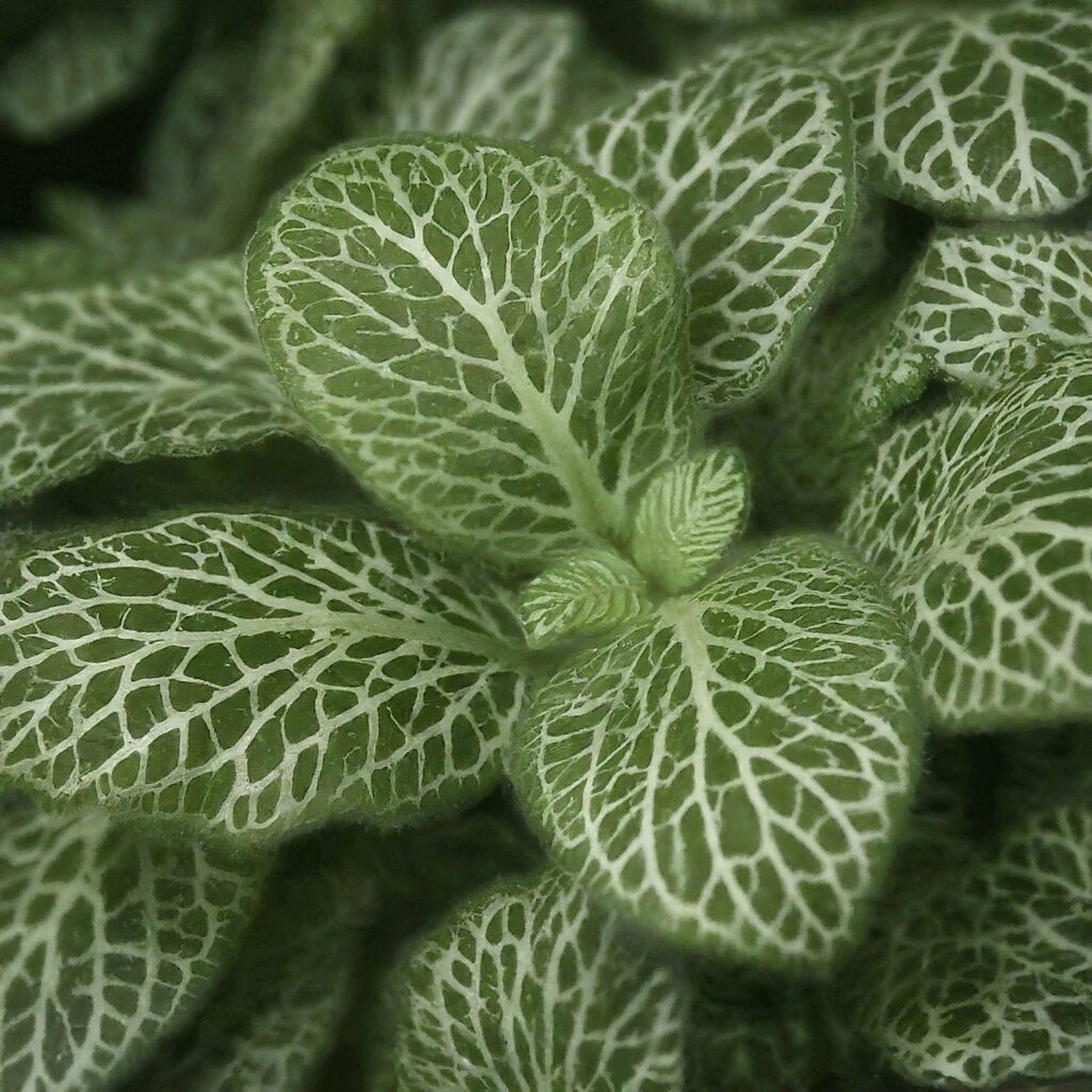 Nerve Plant Fittonia sp