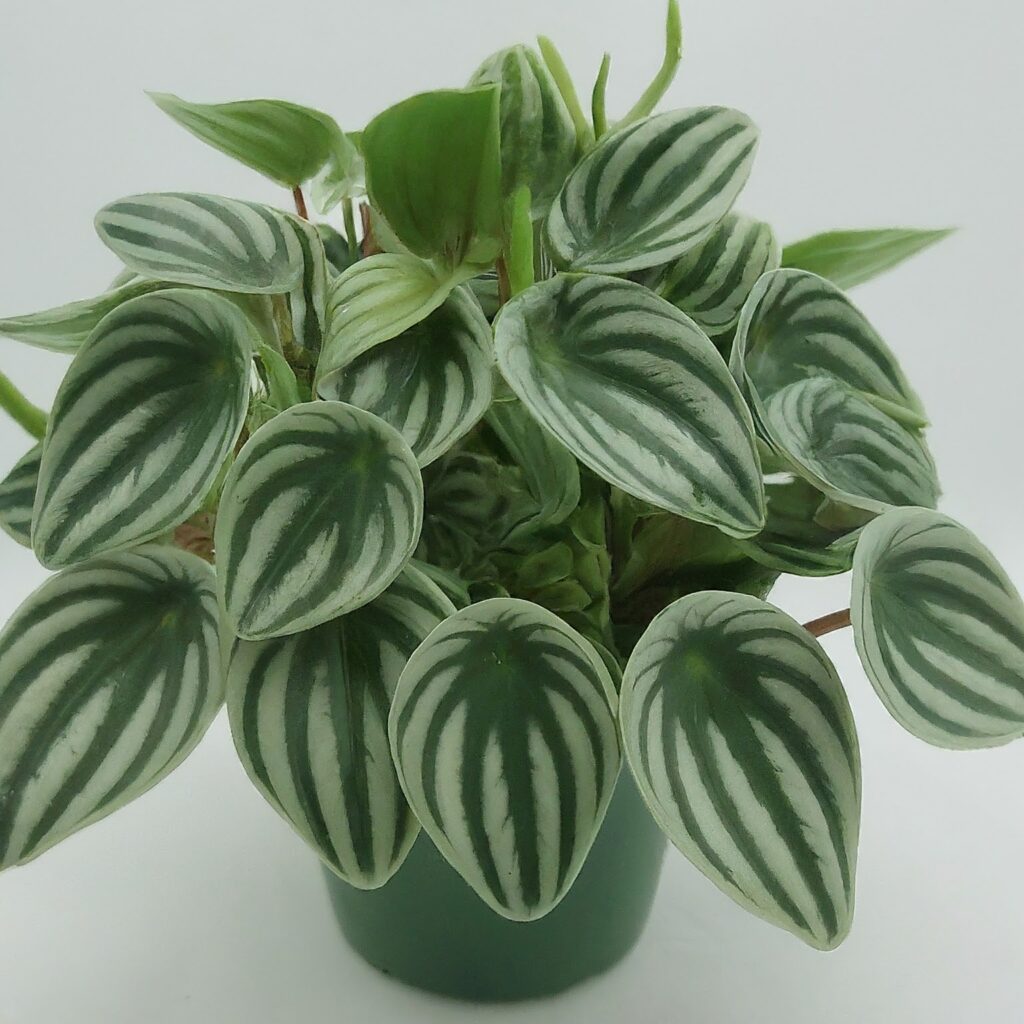 Peperomia