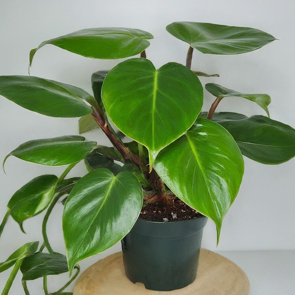 Philodendron