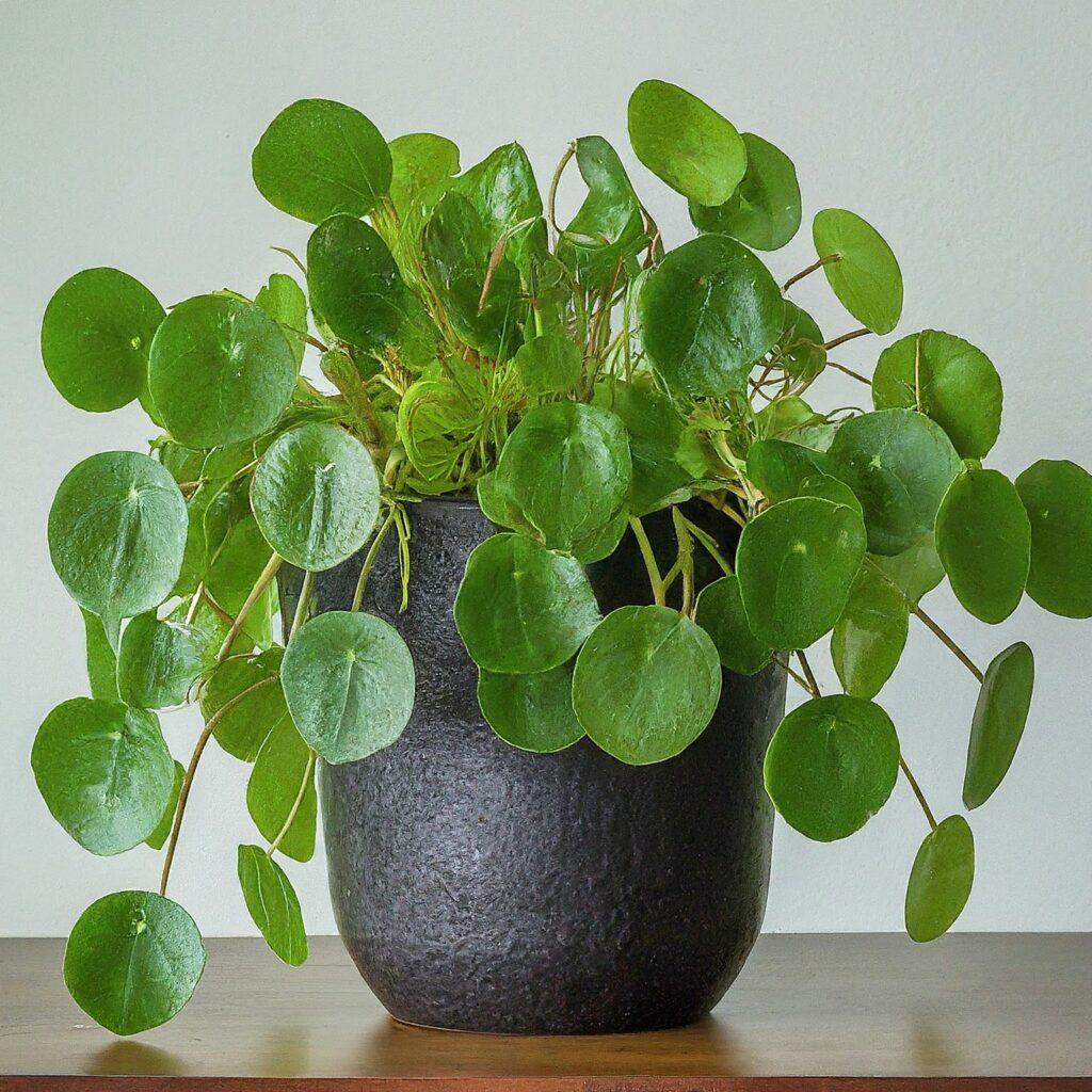 Pilea