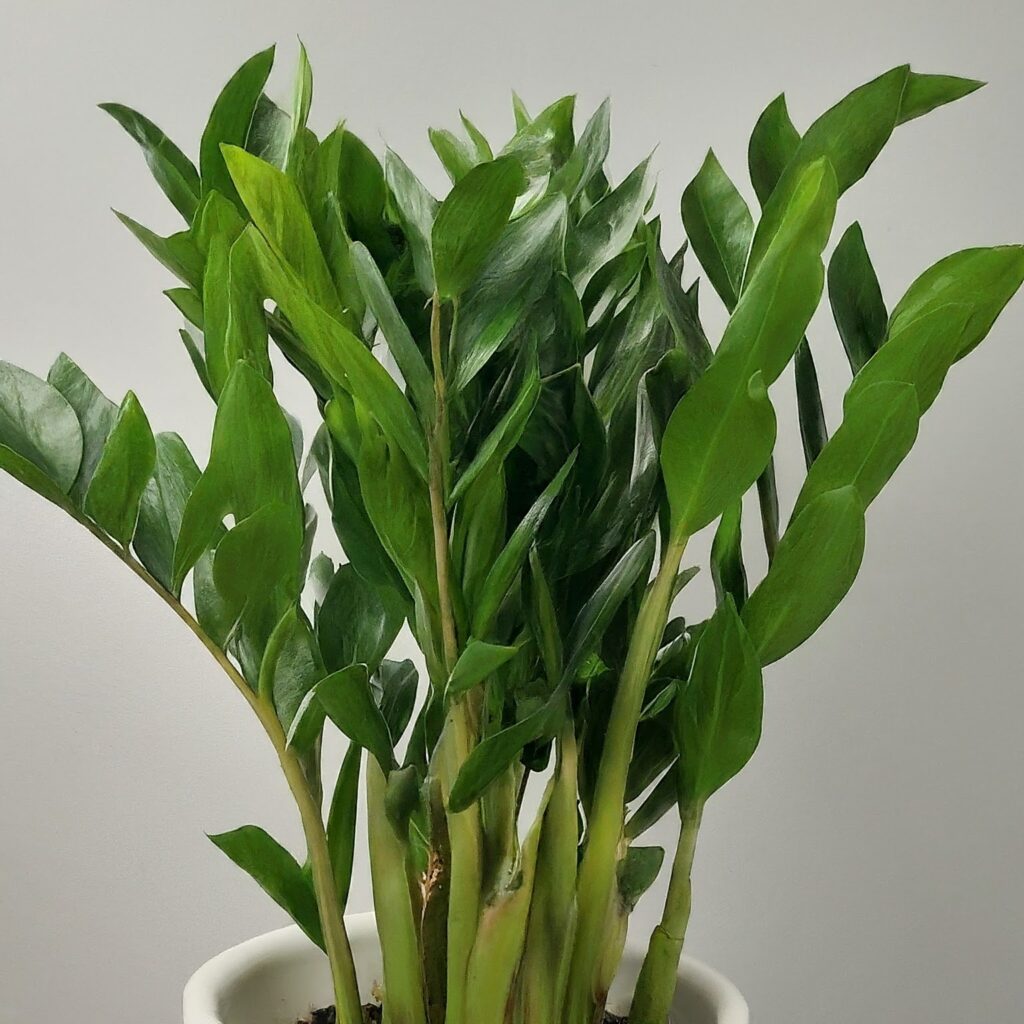 ZZ Plant