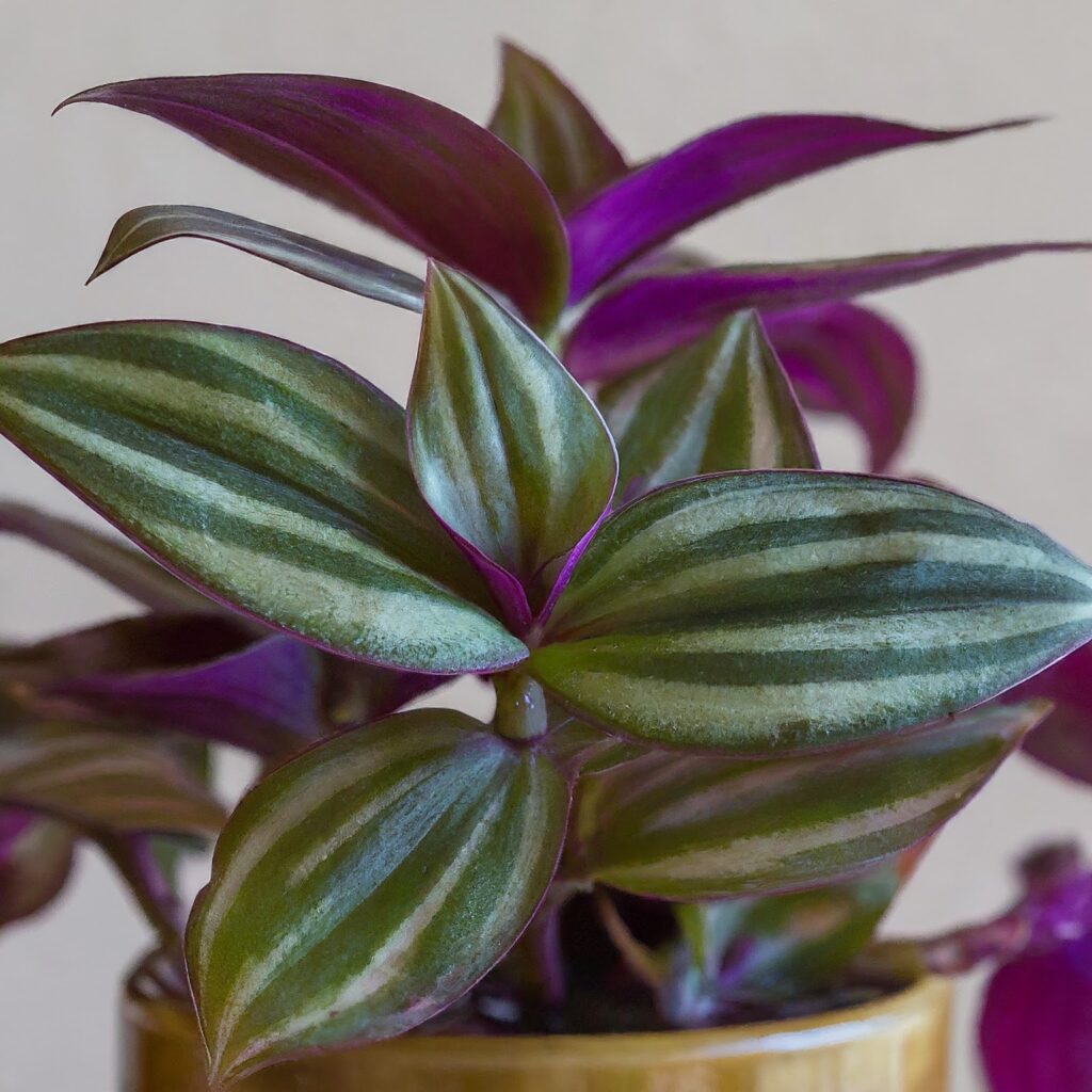 Zebra Plant