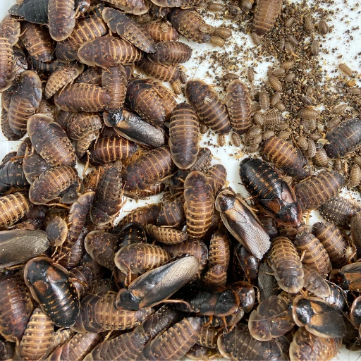 dubia roaches