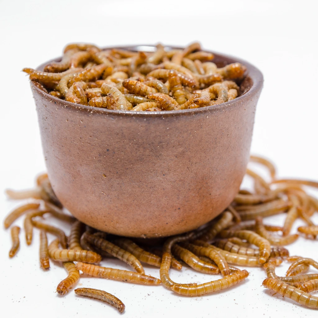 mealworms