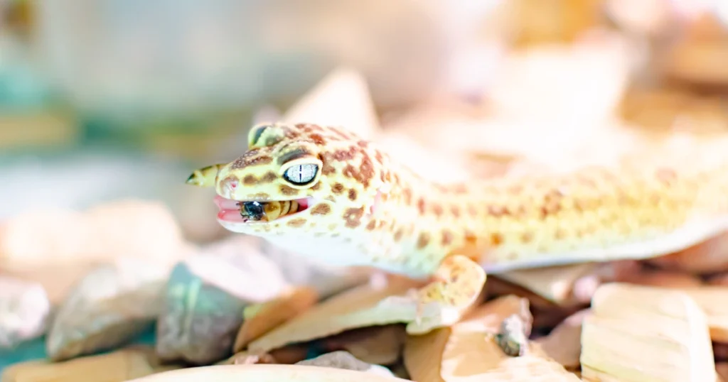 leopard gecko eating