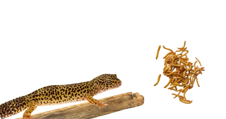 leopard gecko mealworm beetles