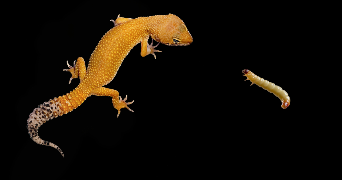 Leopard Geckos Wax Worms