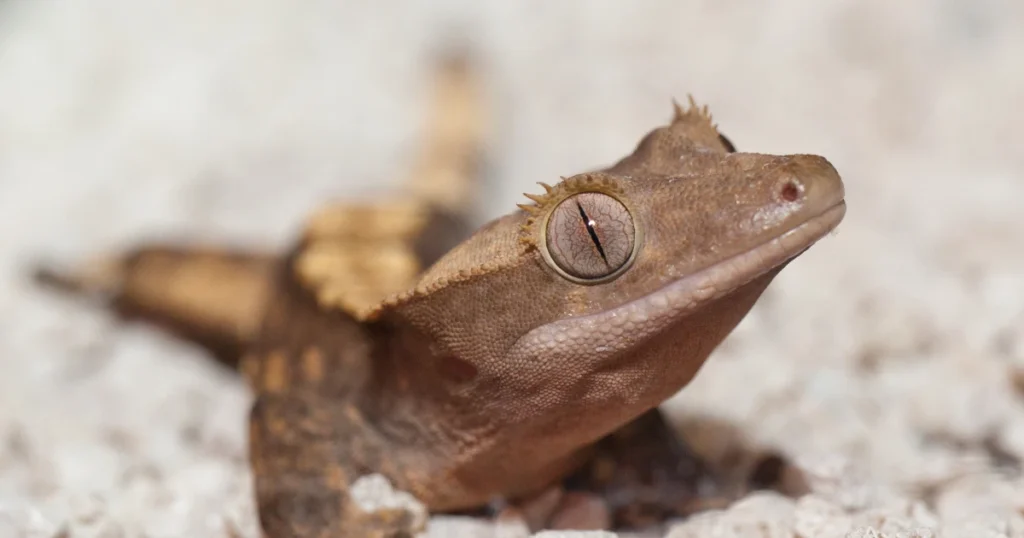 crested gecko enclosure